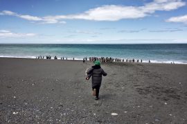 Cabo Virgenes Patagonia pinguinera