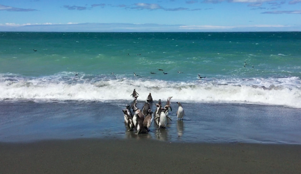 Cabo Virgenes pinguini patagonia