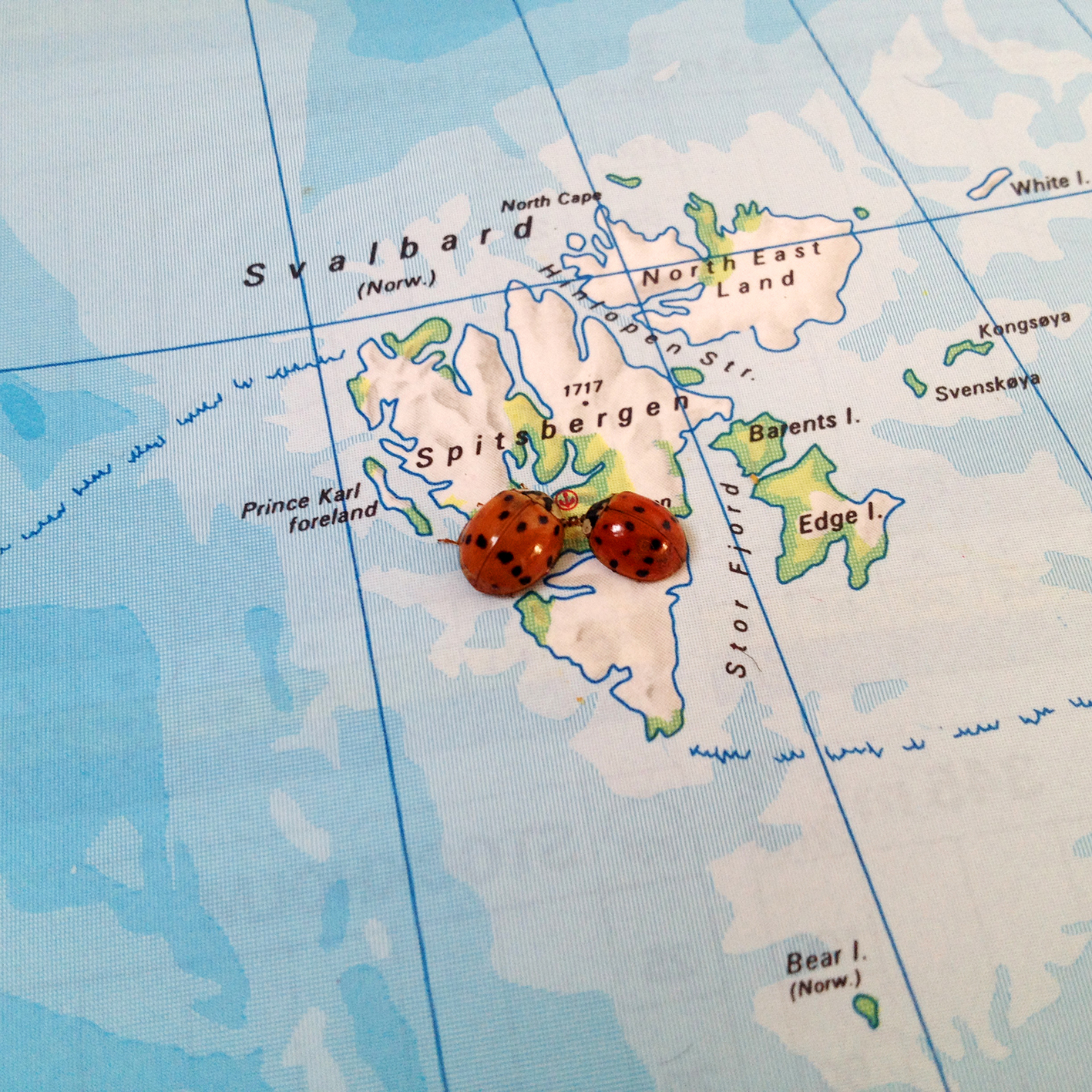 Viaggio Al Polo Nord Mappa Svalbard Moon Diaries