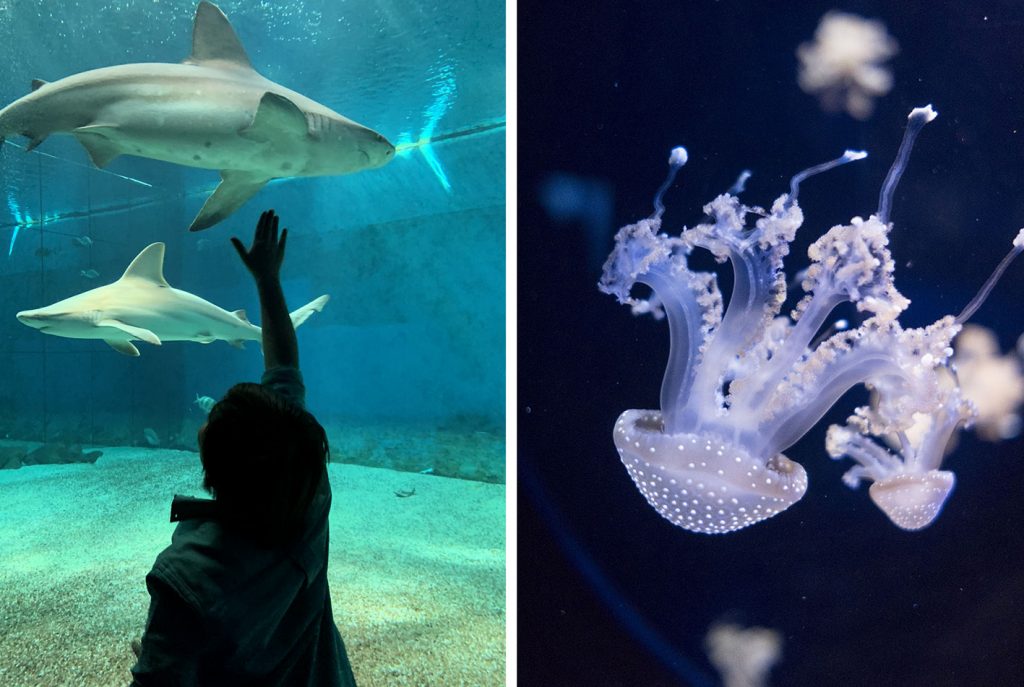 acquario di Genova