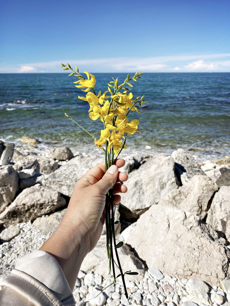 ginestra baia di portonovo